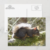 Fuzzy on Tree Limb Postcard Postkarte (Vorne/Hinten)