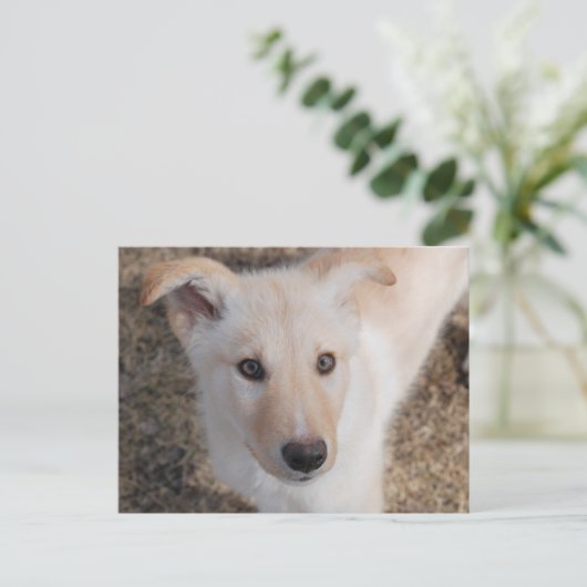 Fuzzy Puppy Postkarte (Stehend Vorderseite)