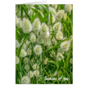 Fuzzy Schwanz Pflanze denken Sie an Sie