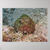 Fuzzy Scorpionfish Poster (Vorne)