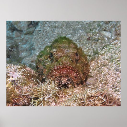 Fuzzy Scorpionfish Poster (Vorne)