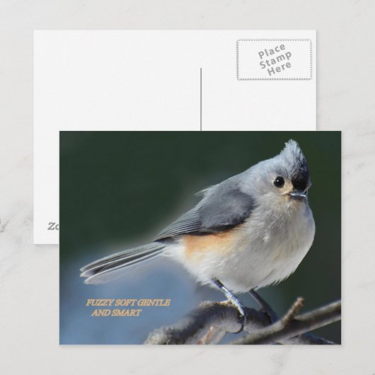 FUZZY SOFT GENTY UND SMART POSTKARTE (Vorne/Hinten)