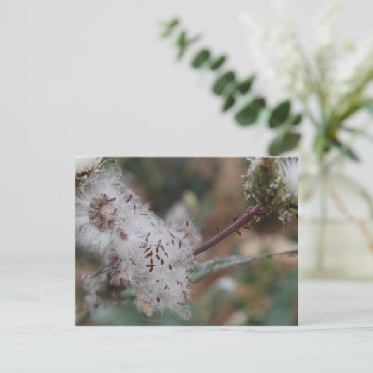 Fuzzy White Dandelion Postkarte (Stehend Vorderseite)