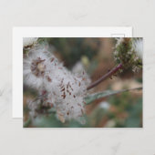 Fuzzy White Dandelion Postkarte (Vorne/Hinten)