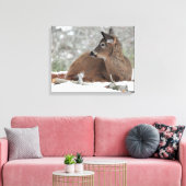 Fuzzy White Tails Deer Fawn Leinwanddruck (Insitu (Wohnzimmer))