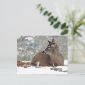 Fuzzy White Tails Deer Fawn /Vermisst Sie Postkarte (Stehend Vorderseite)