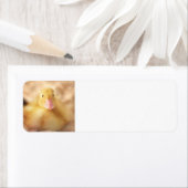 Fuzzy Yellow Duck Easter Baby Duckling (Insitu)