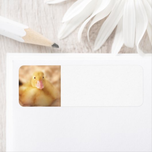Fuzzy Yellow Duck Easter Baby Duckling (Insitu)