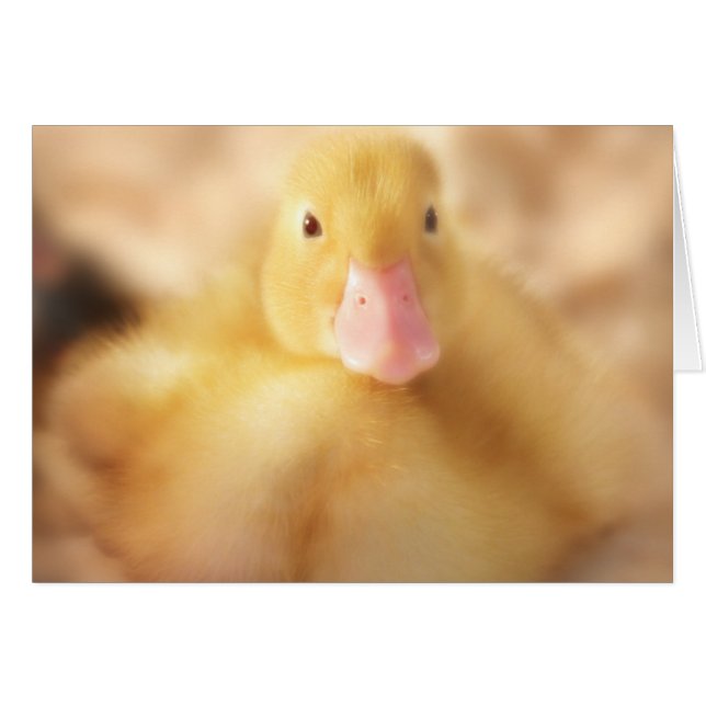 Fuzzy Yellow Duck Easter Baby Duckling (Vorderseite (Horizontal))