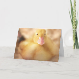 Fuzzy Yellow Duck Easter Baby Duckling Feiertagskarte