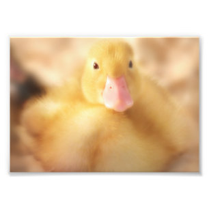 Fuzzy Yellow Duck Easter Baby Duckling Fotodruck