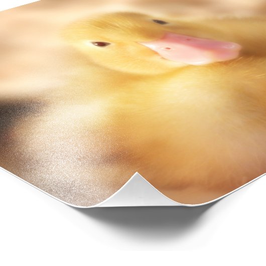 Fuzzy Yellow Duck Easter Baby Duckling Fotodruck (Ecke)