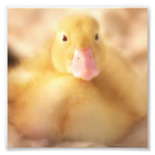 Fuzzy Yellow Duck Easter Baby Duckling Fotodruck (Vorne)