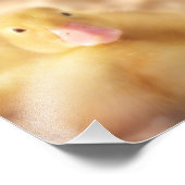 Fuzzy Yellow Duck Easter Baby Duckling Fotodruck (Ecke)