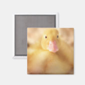 Fuzzy Yellow Duck Easter Baby Duckling Magnet (Vorderseite/Rückseite)