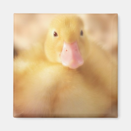 Fuzzy Yellow Duck Easter Baby Duckling Magnet (Vorne)