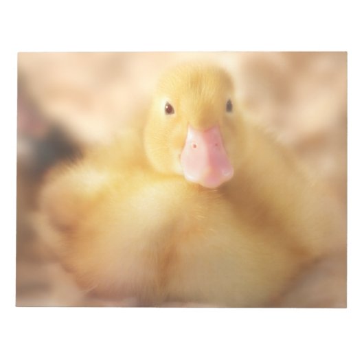 Fuzzy Yellow Duck Easter Baby Duckling Notizblock (Vorderseite)