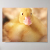 Fuzzy Yellow Duck Easter Baby Duckling Poster (Vorne)