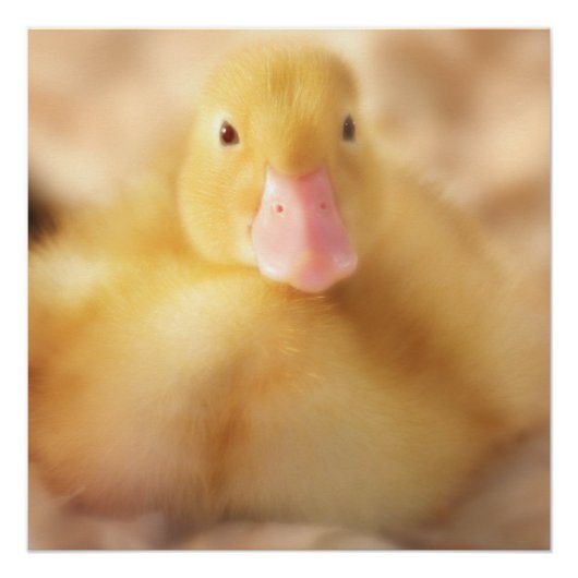 Fuzzy Yellow Duck Easter Baby Duckling Poster (Vorderseite)