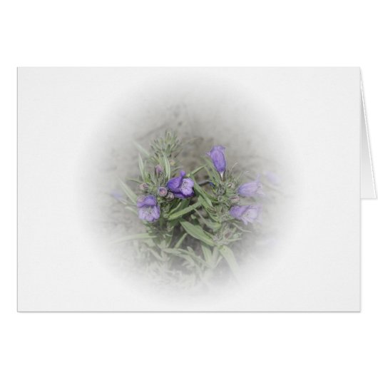 FuzzyZunge Penstemon (Penstemon eriantherus) (Vorderseite (Horizontal))
