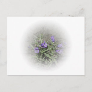 FuzzyZunge Penstemon (Penstemon eriantherus) Postkarte