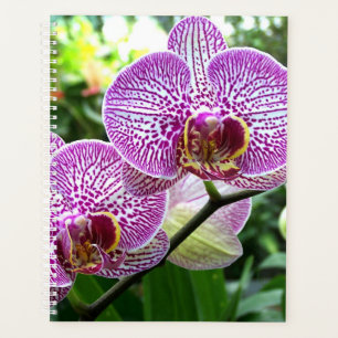 g Planer Lila gestreifte Orchideen