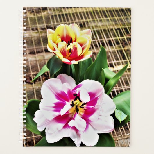 g Planer Rosa/Gelbe Tulpen (Vorderseite)