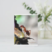 g postkarte (Stehend Vorderseite)