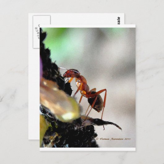 g postkarte (Vorne/Hinten)