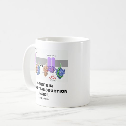 G-Protein SignalTransduction nach innen Kaffeetasse (Vorderseite Links)