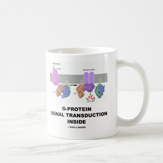 G-Protein SignalTransduction nach innen Kaffeetasse (Rechts)