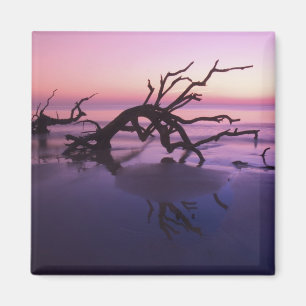 GA Jekyll Island, Friedhof der Bäume am Strand bei Magnet