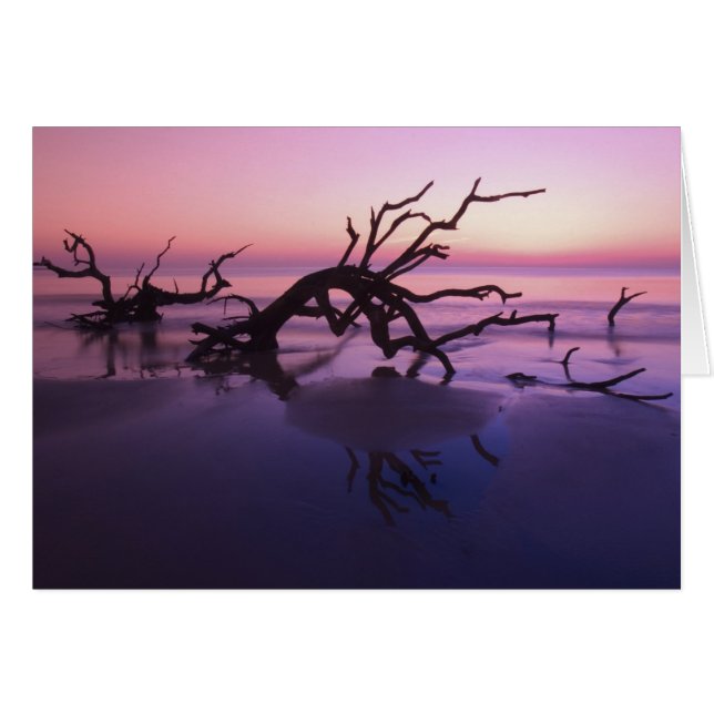 GA Jekyll Island, Tree Friedhof am Strand (Vorderseite (Horizontal))