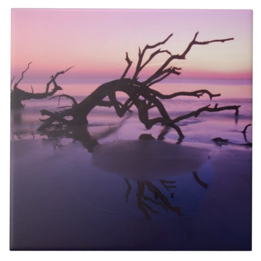 GA Jekyll Island, Tree Friedhof am Strand Fliese (Vorderseite)