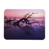 GA Jekyll Island, Tree Friedhof am Strand Magnet (Horizontal)