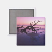 GA Jekyll Island, Tree Friedhof am Strand Magnet (Vorderseite/Rückseite)