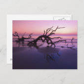 GA Jekyll Island, Tree Friedhof am Strand Postkarte (Vorne/Hinten)