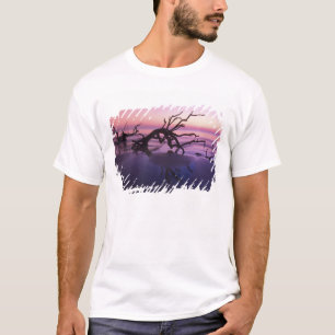 GA Jekyll Island, Tree Friedhof am Strand T-Shirt