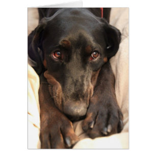 Gabby the Rescue Dog (Blank Card)
