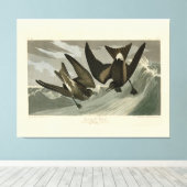 Gabel-Schwanz Petrel von Audubons Vögeln von Ameri Leinwanddruck (Insitu (Holzboden))