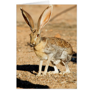Gabelantilope-Hase Porträt, Arizona
