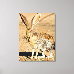 Gabelantilope-Jackrabbit-Porträt, Arizona Leinwanddruck
