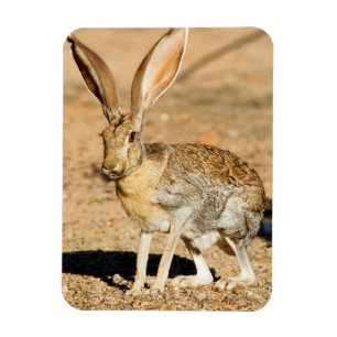 Gabelantilope-Jackrabbit-Porträt, Arizona Magnet