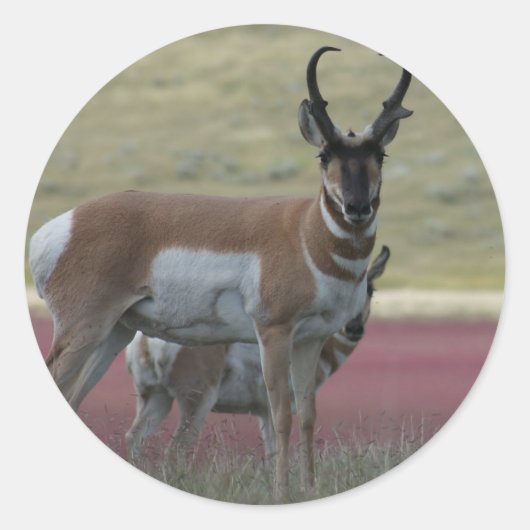 Gabelbock A24 Runder Aufkleber (Vorderseite)