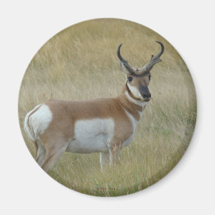 Gabelbock Antilope A1 Magnet