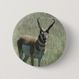 Gabelbock Antilope Button