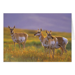 Gabelbock-Antilope in Montana