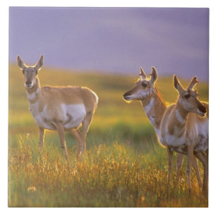 Gabelbock-Antilope in Montana Fliese
