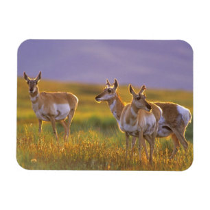 Gabelbock-Antilope in Montana Magnet