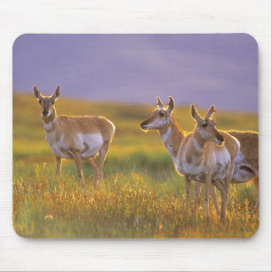 Gabelbock-Antilope in Montana Mousepad